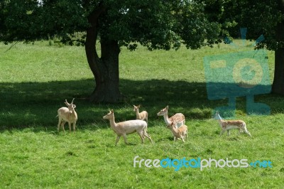 Fallow Deer (dama Dama) Stock Photo