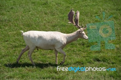 Fallow Deer (dama Dama) Stock Photo