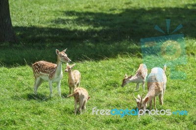 Fallow Deer (dama Dama) Stock Photo