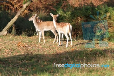 Fallow Deer In The Countryside Stock Photo