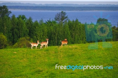 Fallow Deer On A Forest Glade Stock Photo