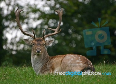 Fallow Deer Stag Stock Photo