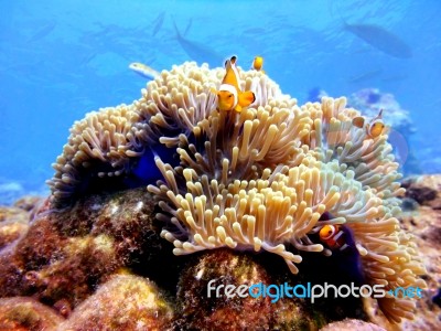 Family Clown Anemonefish At Similan,thailand Stock Photo