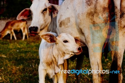 Family Cow Stock Photo