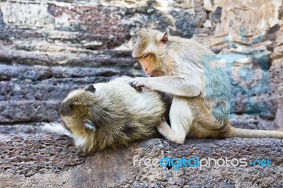 Family Of Monkeys Stock Photo