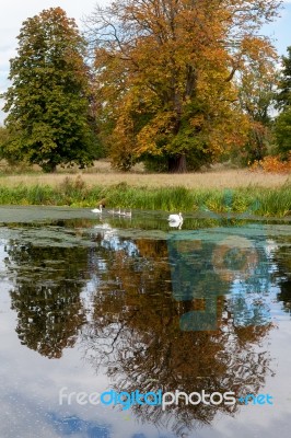 Family Of Swans On The Move Stock Photo