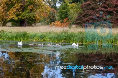 Family Of Swans On The Move Stock Photo