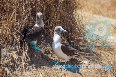 Family Portrait Of Blue-footed Boobies, Sula Nebouxii Excisa Stock Photo