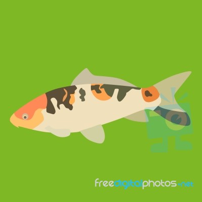 Fancy Carp Stock Image