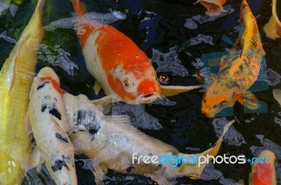 Fancy Carp Stock Photo