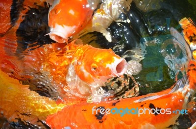 Fancy Carp Stock Photo