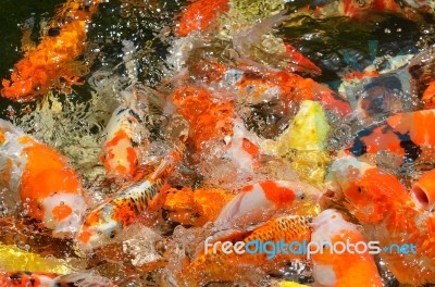 Fancy Carp Stock Photo