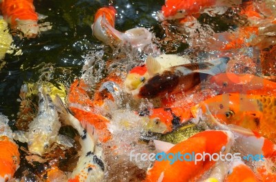 Fancy Carp Stock Photo