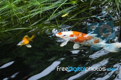 Fancy Carp Breathe Stock Photo