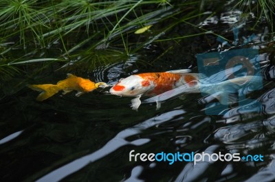 Fancy Carp Breathe Stock Photo