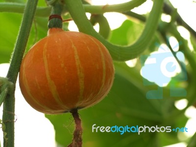 Fancy Pumpkin Stock Photo