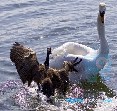 Fantastic Amazing Photo Of A Canada Goose Attacking A Swan On The Lake Stock Photo