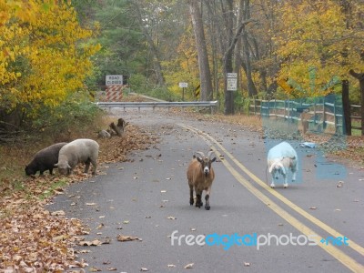 Farm Animals On Road Stock Photo