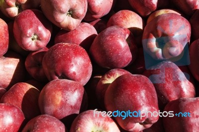 Farm Fresh Organic Red  Apples Stock Photo