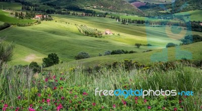 Farm In Val D'orcia Tuscany Stock Photo