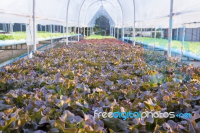 Farm Of Fresh Red And Green Vegetable Salad Stock Photo