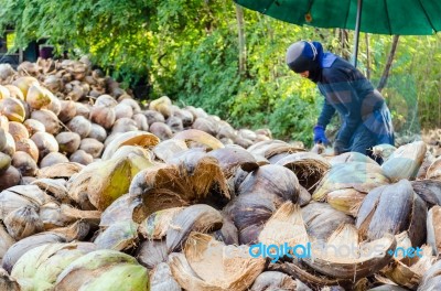 Farmer Cutting Coconut Shell Stock Photo