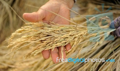 Farmer Hand Holding Jasmine Rice Stock Photo