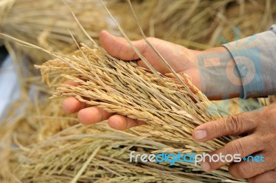 Farmer Hand Holding Jasmine Rice Stock Photo