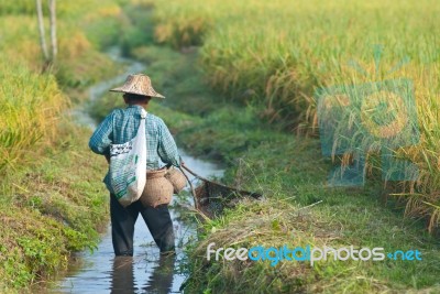 Farmer In Rice Field Stock Photo