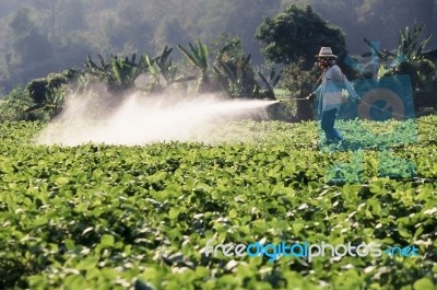 Farmer Spraying Pesticide Stock Photo