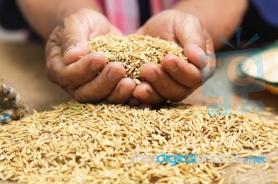 Farmer With Paddy In Hands Stock Photo