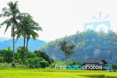 Farmer's Cottage Located In The Middle Of The Field Stock Photo