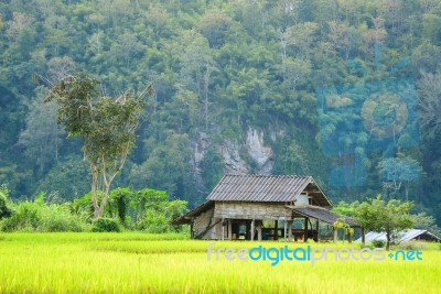 Farmer's Cottage Located In The Middle Of The Field Stock Photo