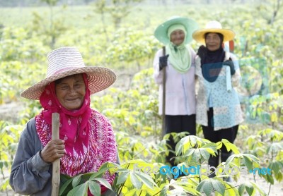 Farmers In Cassava Field Stock Photo