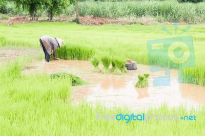 Farmers Removal Of Seedlings To Planting Rice,traditional Thai S… Stock Photo