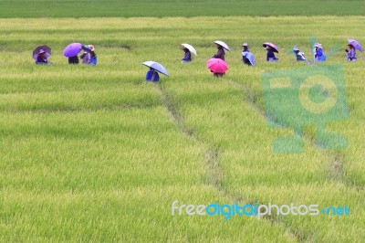 Farmers Working In Rice Field Stock Photo