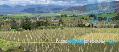 Farming Field In Tasmania, Australia Stock Photo