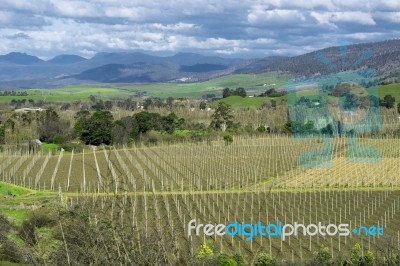 Farming Field In Tasmania, Australia Stock Photo