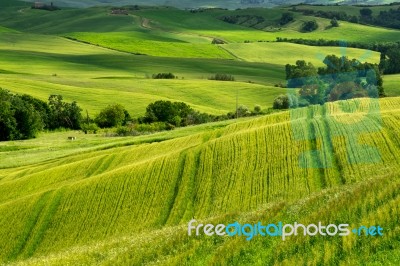 Farmland In Val D'orcia Tuscany Stock Photo