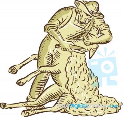 Farmworker Shearing Sheep Etching Stock Image