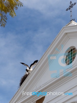 Faro, Southern Algarve/portugal - March 7 : Storks  At Faro In P… Stock Photo