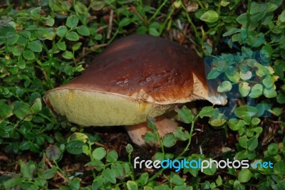 Fat Fungus Stock Photo