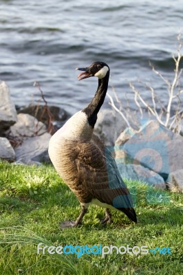 Fear Of A Goose Stock Photo