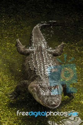 Fearful  American Alligator (alligator Mississippiensis) Swimming Stock Photo