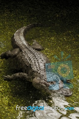 Fearful  American Alligator (alligator Mississippiensis) Swimming Stock Photo