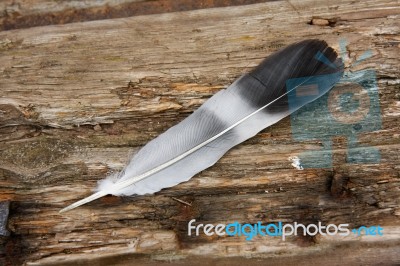 Feather Stock Photo