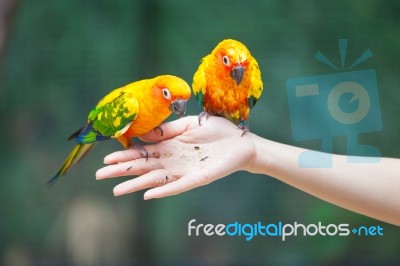 Feeding Colorful Parrots Stock Photo