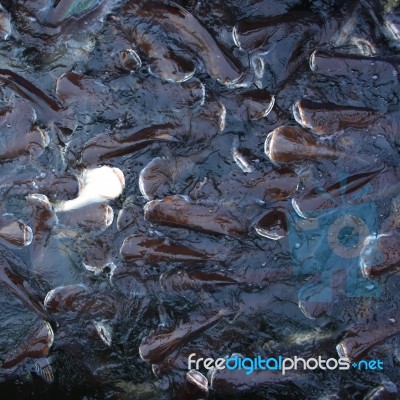 Feeding Fishes Stock Photo