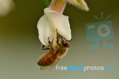 Feeding Honey Bee Stock Photo