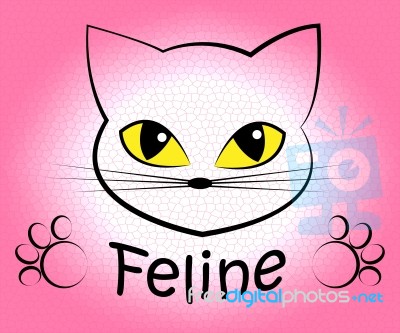 Feline Cat Means Pets Pet And Felines Stock Image